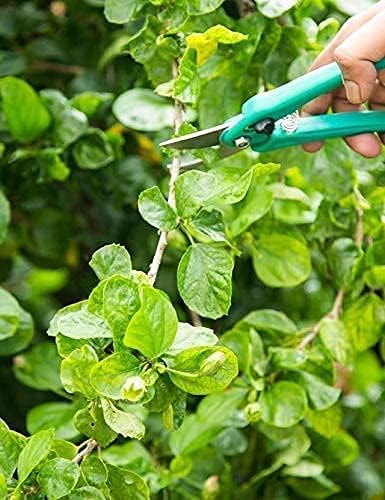 Image of Multipurpose Gardening Scissors and Pruner Set, Stainless Steel Blades, Soft Grip Handles, 21 cm, pack of 2