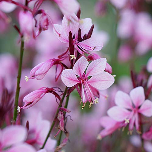 Gaura ‘Baby Butterfly Dark Pink’, Hardy Perennial in 9cm Pot x 1 –by Thompson and Morgan (1)