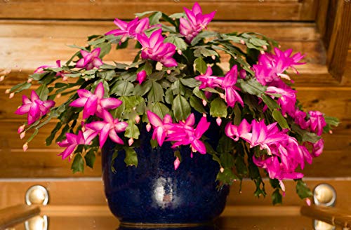 1 PIANTA DI SCHLUMBERGERA CACTUS DI NATALE IN VASO 9CM COLORE A SCELTA