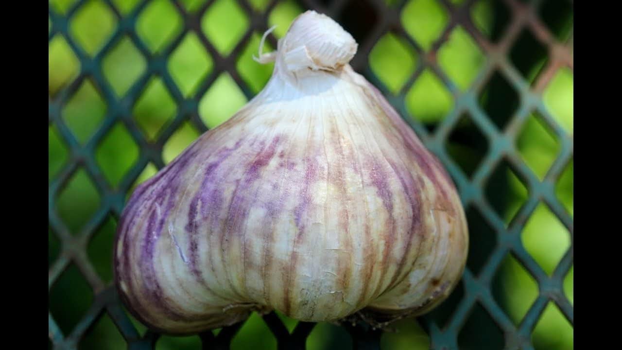 100 Seeds Cloves Russian Giant Garlic UK Hardy Fresh for New Season Start Now