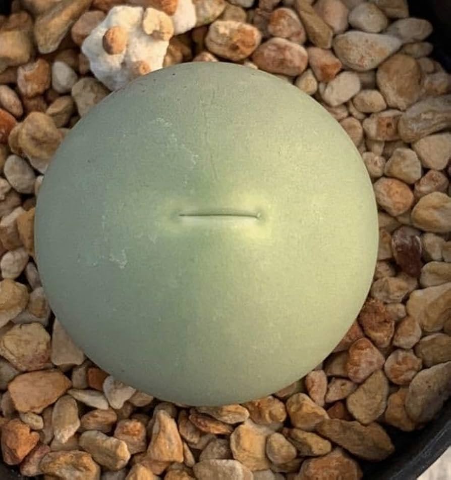 Amazon.co.jp: 多肉植物 コノフィツム カルキュルス 翡翠玉 calculus