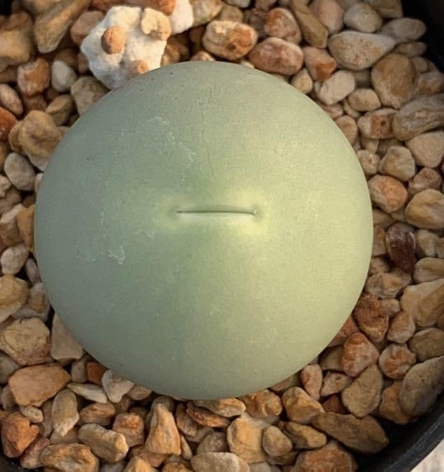 コノフィツム カルキュルス バンジリー SH433 Amazon.co.jp: 多肉植物 コノフィツム カルキュルス 翡翠玉