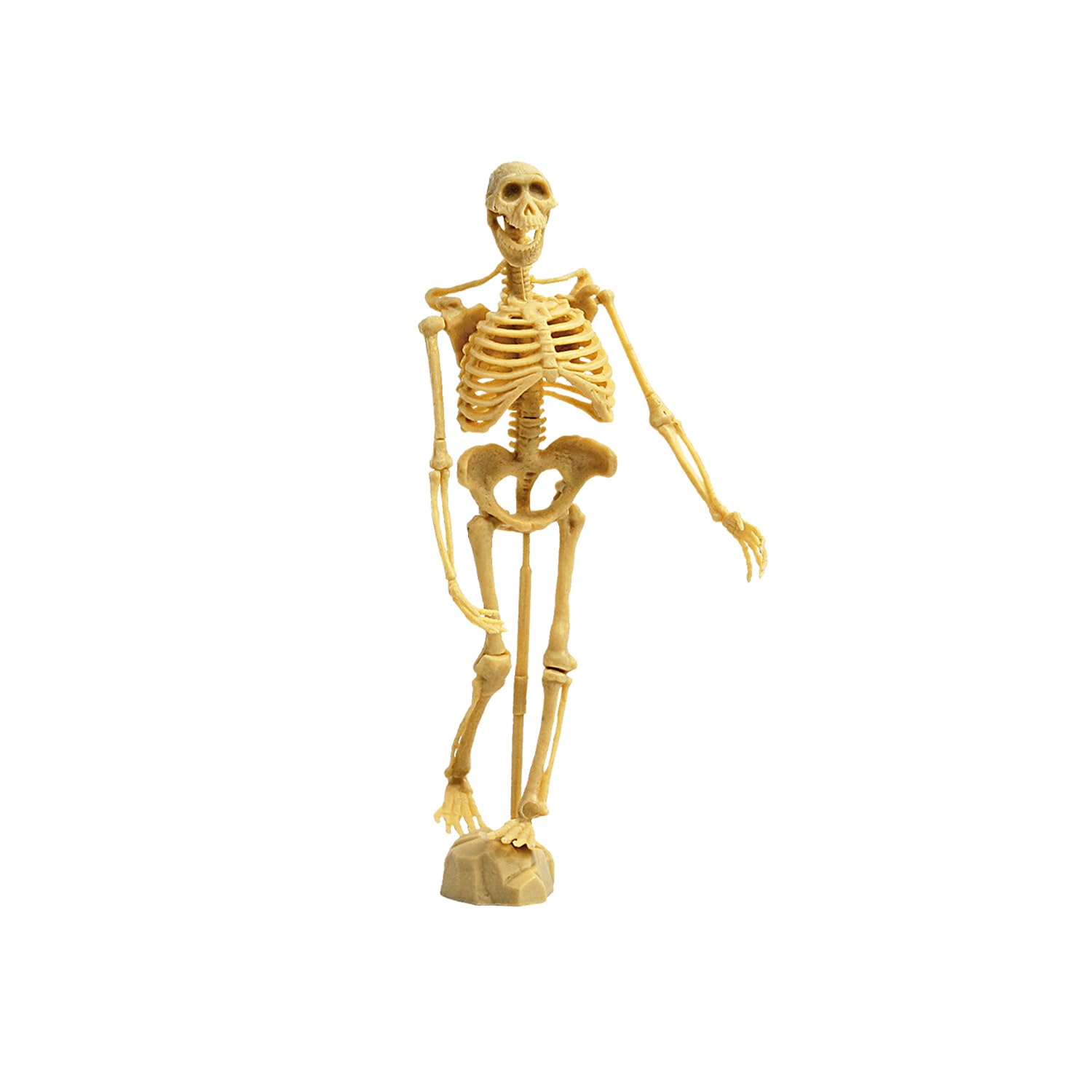 EDUMAN Homo Skeleton Dig Kit for Kids Excavation Kit with Human Skeleton Model - Image 4