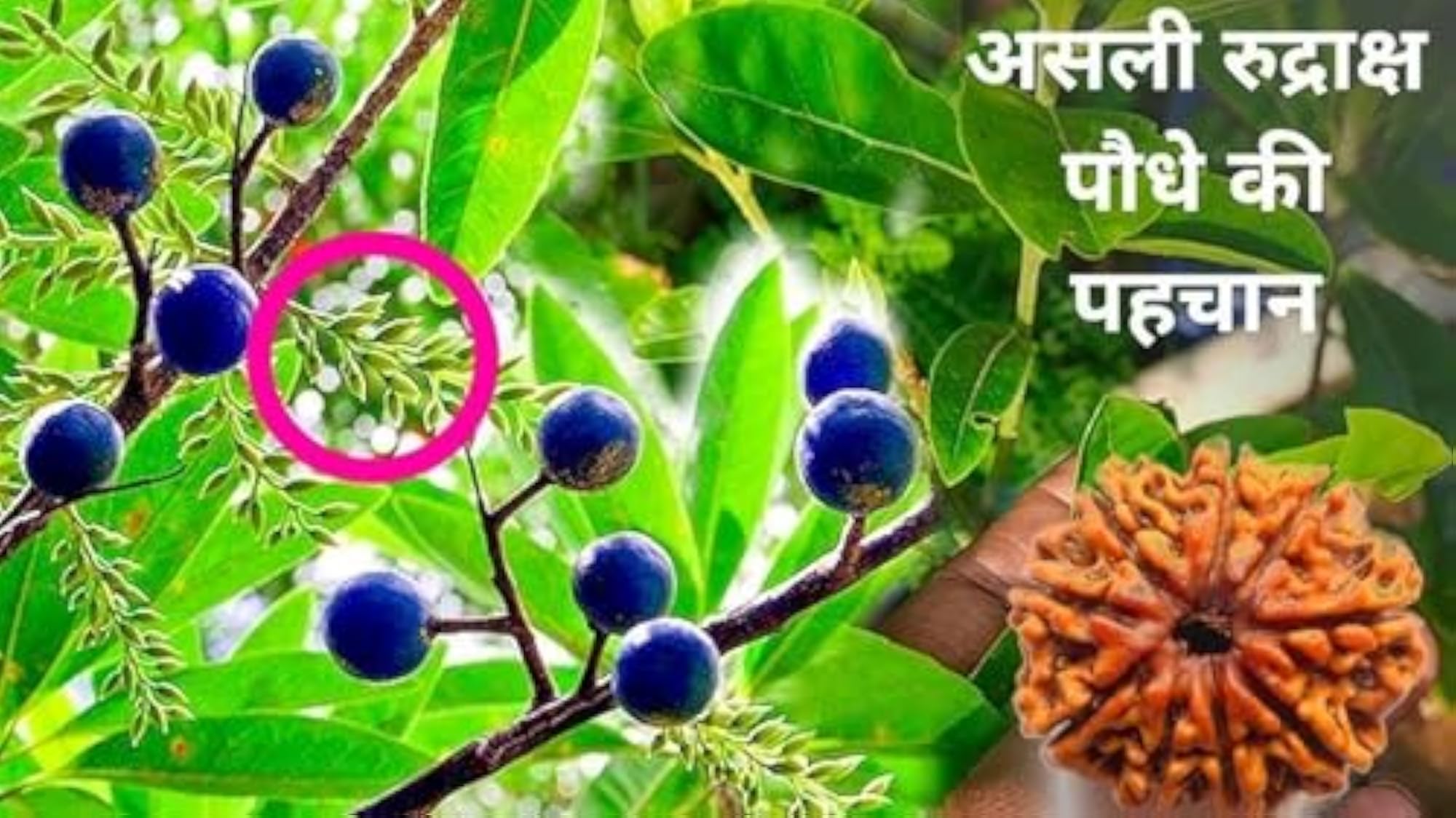 Panchmukhi Rudraksha Maala, Certified Original