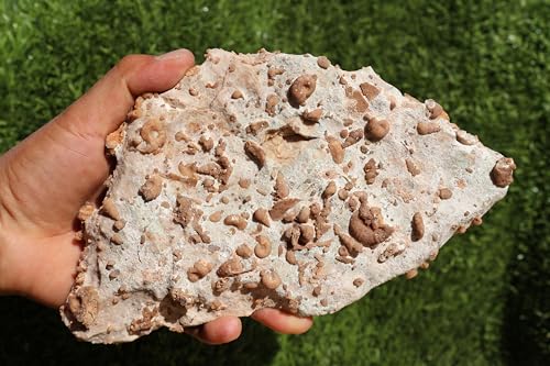 Image of Ammonites & Gastropods Plate Cretaceous Fossils Fossils from Morocco Fossil Rock ammonites Fossil from Morocco A107