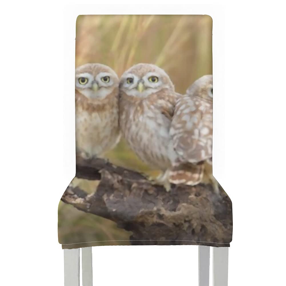 Chair Covers for Dining Roo 1pcs,Little Owls Family Portrait Stretch Removable Washable Dining Chair Protector Slipcovers for Home,Kitchen,Party,Restaurant