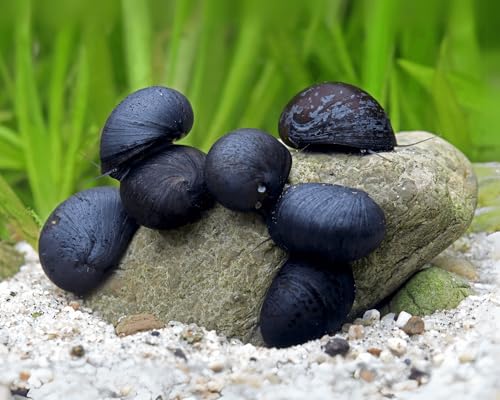 Garnelio - Anthrazit-Napfschnecke / Stahlhelmschnecke - Algenkiller Nr. 1 - 6er Gruppe