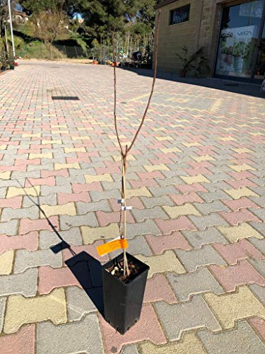 AmdGarden - Planta de pistacho con pistola macho y pista, certificada, 60 cm de altura, foto real