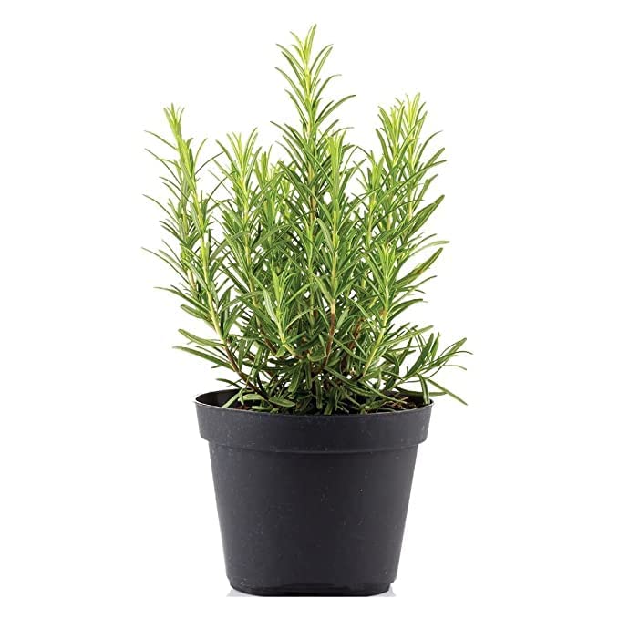 See full amazon price history chart for CosaCentrum Rosemary Plant (Rosmarinus Officinalis, Gulmehandi, Rujamari) | Aromatic,Organic, Medicinal, Perennial Herb | Live Plant for your Home Terrace and Kitchen Garden (Pack Of 2) CosaCentrum Rosemary Plant (Rosmarinus Officinalis, Gulmehandi, Rujamari) | Aromatic,Organic, Medicinal, Perennial Herb | Live Plant for your Home Terrace and Kitchen Garden (Pack Of 2) (B0CS6PPHGX) Amazon Price History, Amazon Price Tracker