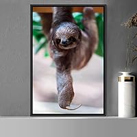 Framed Canvas Wall Art Sloth Animals Expressive Farmhouse/Country Living Room Monkey Multicolor Photography - 16x24 inches