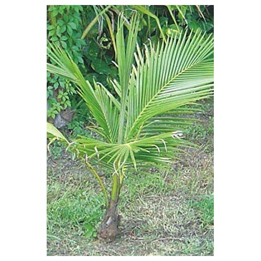 Hawaiian Dwarf Coconut Tree - 48 inches