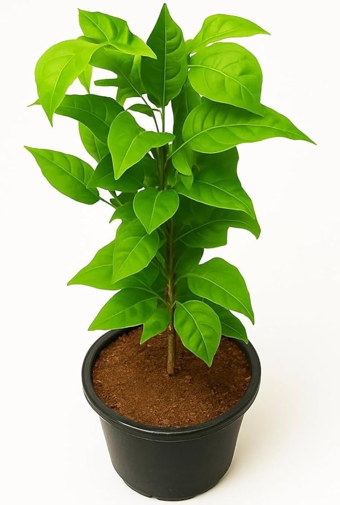 Live Bel Patra Plant (Bael Plant/Bilva Plant) – Sacred or Fruit Housepalnt Aegle Marmelos Tree for Home Garden, Temple & Outdoor Growing | Healthy Live Plant in Pot (PACK OF 1)-image-19