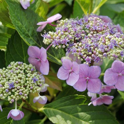 Los bulbos de hortensia, con inflorescencias esféricas y colores ricos y variados, añaden un toque de color brillante al jardín.-3bulbos-C