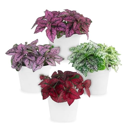 Polka Dot Plant Collection (4-Pack) - House Plants Indoors Live, Air Purifying Live Indoor House Plants, (Red, White, Rose, and Pink) Indoor Plants Live houseplants.