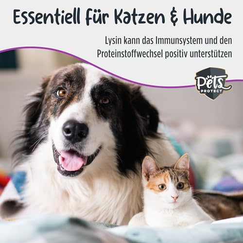 Pets Protect 100% reines LYSIN für Katzen & Hunde | 150 g Pulver hochdosiert | Deutsche Herstellung | Zur Vorbeugung & Unterstützung des Immunsystems | Bei Katzenschnupfen | Ohne künstl. Zusätze