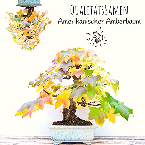 Außergewöhnliche Bonsai Samen mit hoher Keimrate - Pflanzen Samen Set für deinen eigenen Bonsai Baum (1x Amerikanischer Amberbaum)