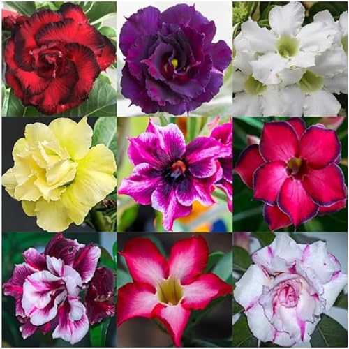 Generic DPEYARO0 Bonsai Adenium Plant, Multicolor, Pack of 10 - Image 7