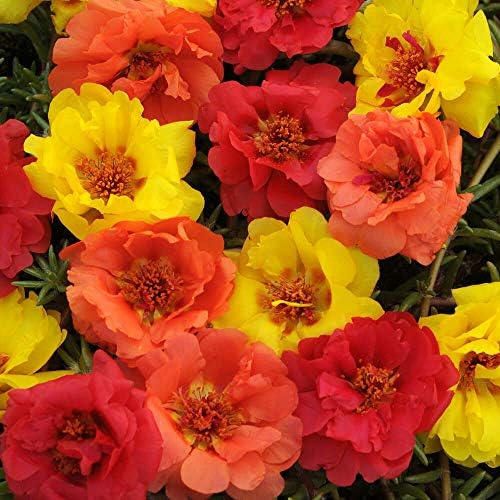 Outsidepride Tropical Mixed Moss Rose Seeds - 250 Pcs Annual, Drought & Heat Tolerant, Pollinator Friendly Ground Cover Seeds for Planting w/Vibrant Blooms & Succulent Foliage, Ideal for Xeriscaping