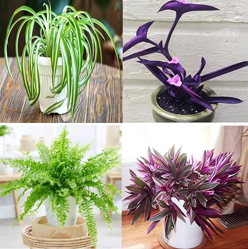 Nandhanam 4 Indoor Plants combo - Spider plant/moses in the cradle/Boston fern/moses inthe cradle purple -2 healthy live plants (B0BSG2F2WG) Amazon Price History, Amazon Price Tracker