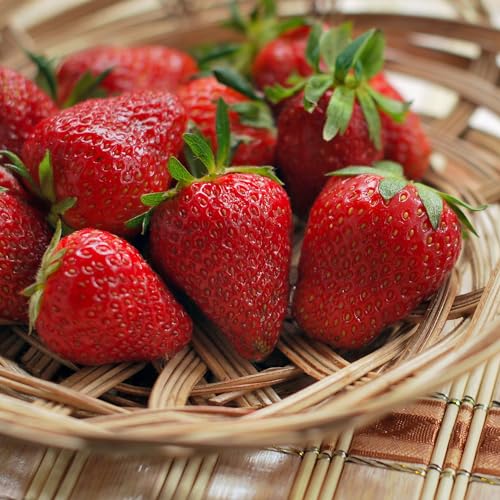 Annapolis June Bearing Bare Root Strawberry Plants - Harvest Early! Cold Hardy Producing a High Yield of Strawberries - from Hand Picked Nursery (25)