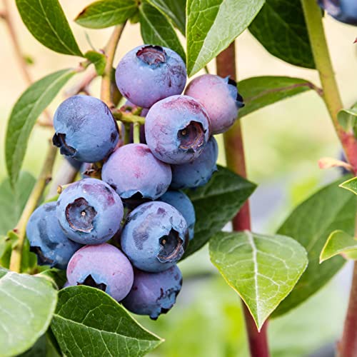 50 Blueberry Northern Highbush Mix (Pre-Stratified) Fruit Bush Vaccinium Corymbosum Seeds #TOP3