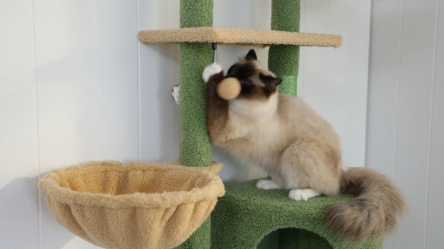 PETEPELA Kaktus Kratzbaum deckenhoch Katzenturm mit groen Condo  einstellbare Hhe 216cm-285cm, 5 Tiers Katzensaktivittszentrum mit  gemtlichen Hngematte, Plattformen und Dangling Balls grn : Amazon.de:  Haustier