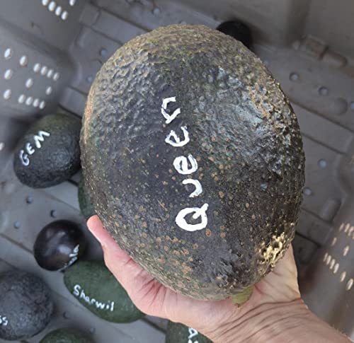 9EzTropical - Queen Avocado Grafted Tree - 1 Feet Tall - Ship in Plastic Bag