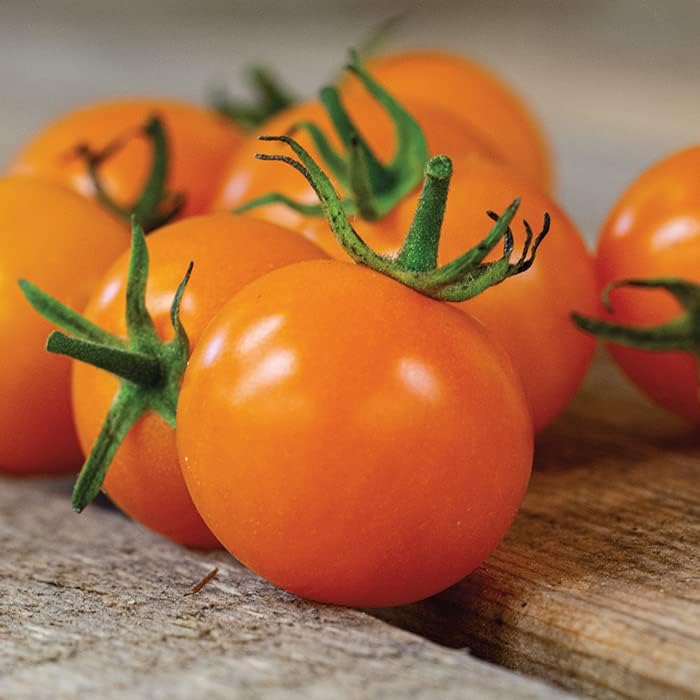 Semillas de tomate Sun Sugar para plantar (10 semillas) - Tomates Cherry Sunsugar fáciles de cultivar