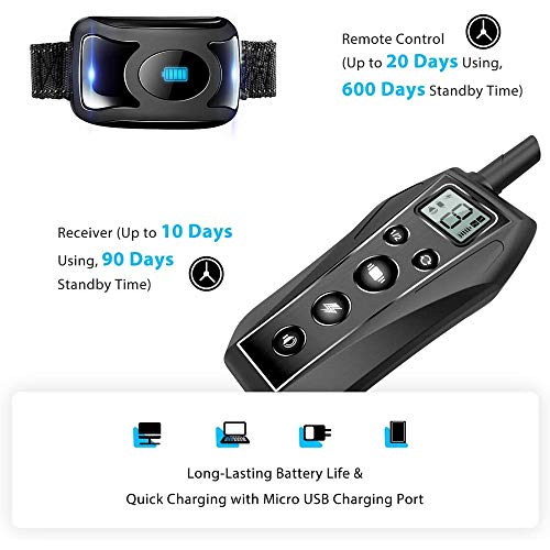 Collier dressage chien nocturne