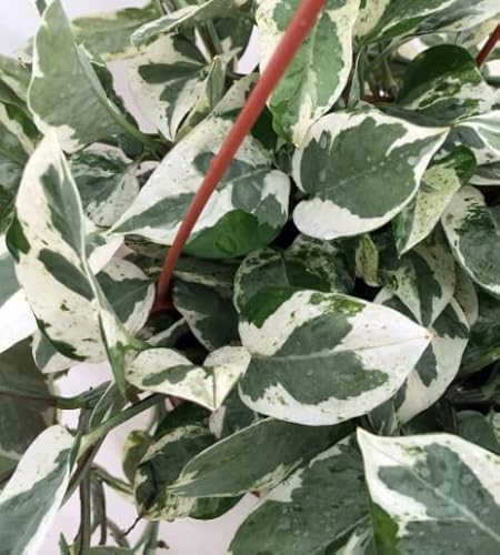 Pearls & Jade Pothos 4Inch Pot Epipremnum Aureum -Live Houseplants #TOP2