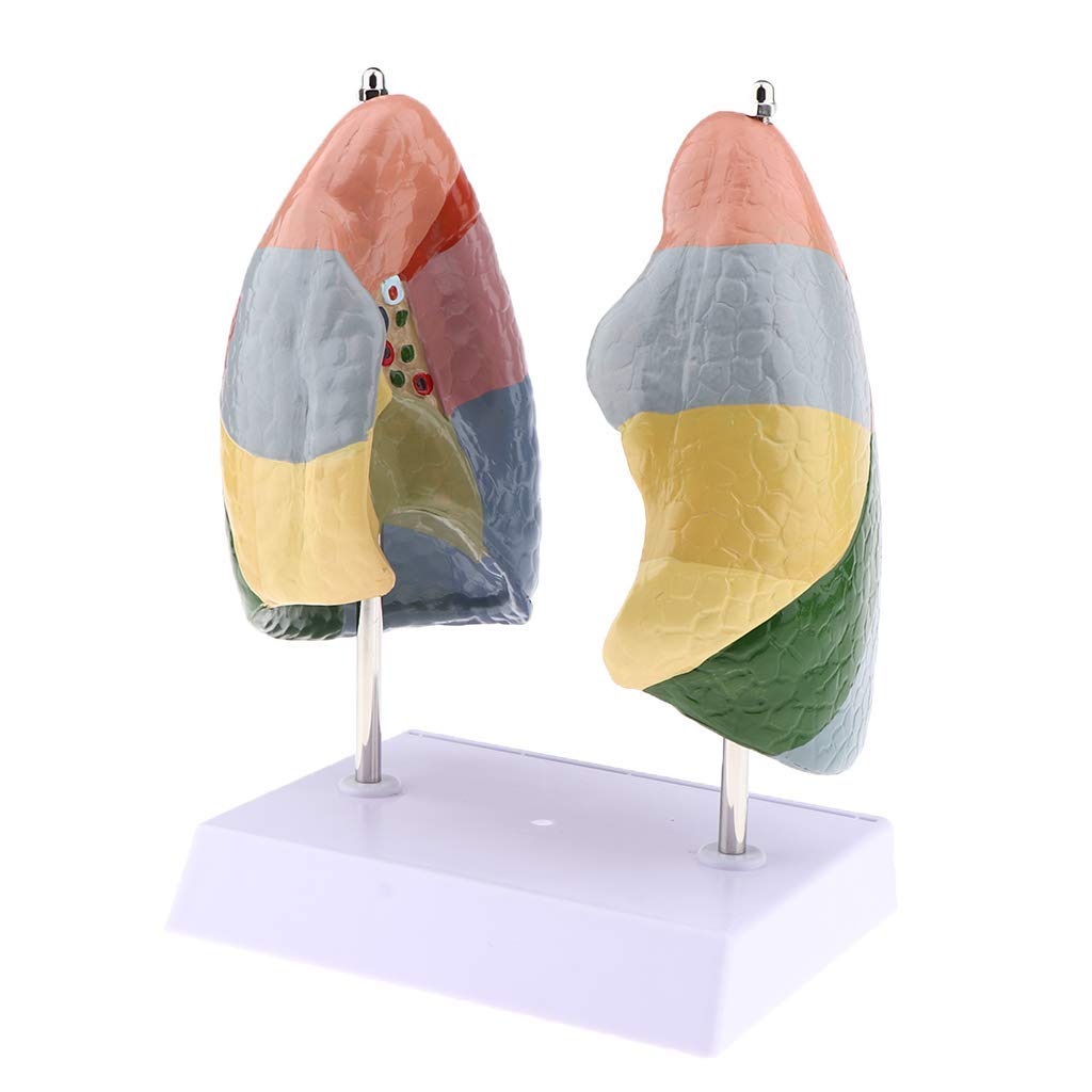 1:1 Menschlichen Atmungssystems Lunge Anatomisches Modell für Anatomie Lehrmittel Laborbedarf