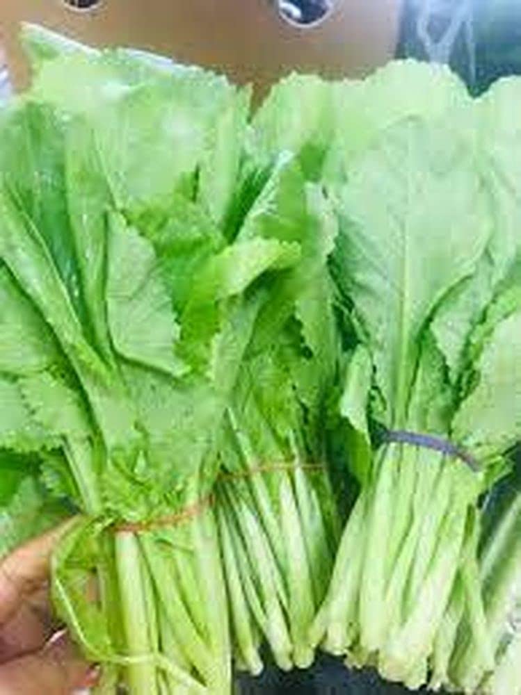 LIVE GREEN Vegetable Seeds | Mustard Saag F1 Hybrid Seeds For Home Gardening (80 seeds pack),multi-color,LG-HBRD-FL1943 (B09BV6WY2D) Amazon Price History, Amazon Price Tracker