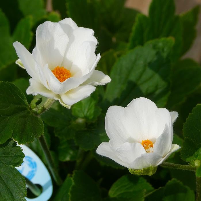 秋明菊苗 Amazon.co.jp: 秋明菊 苗 八重咲き 白花 3.5号 山野草 宿根草