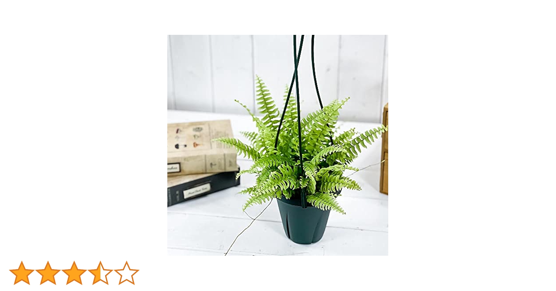 ネフロレピス　ペンジュラ　6号　吊り鉢　④ Amazon.co.jp: PLANCHU 観葉植物 ネフロレピス ツデー 4号吊り鉢