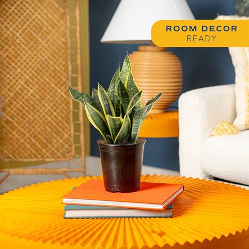Image of Costa Farms Sansevieria Grower's Choice Snake Live Indoor Plant, 12-Inches Tall, Grower Pot