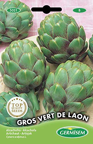 Germisem Artischocke VERT DE LAON, mehrfarbig, EC5021