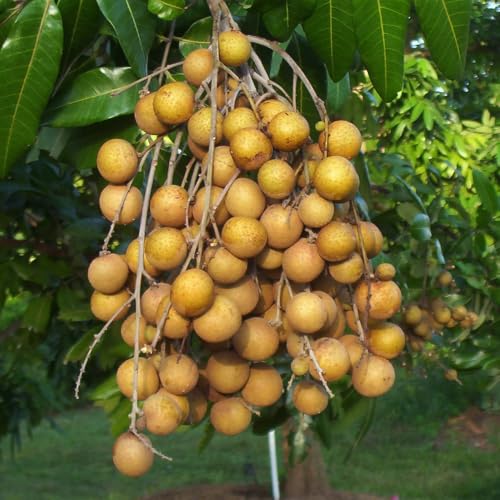 Genérico, Muda de Longana 50 a 80cm AMK - Plantas Online