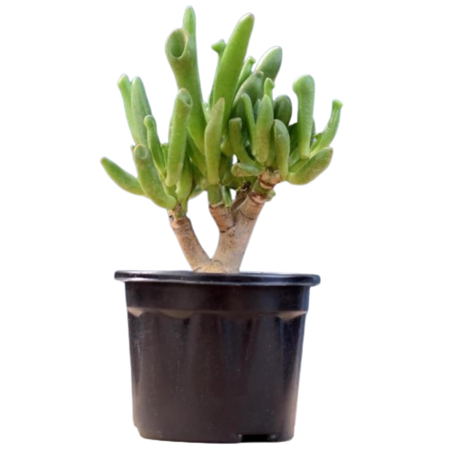 Original Kuberhasth Vastu Live Crassula Ovata GOLLUM Jade Plant, | Finger Jade, Lucky plant with Pot | Gollum Jade Your Quirky and Low-Maintenance Succulent Companion | Indoor & Outdoor Plant (B09RFGF9JG) Amazon Price History, Amazon Price Tracker