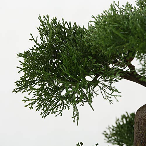 Whw Whole House Worlds Realistic Faux Cedar Bonsai Tree, Houseplant, White Round Pot, Pebbles, Padded Bottom, Over 1 Ft Tall, (H33Cm) #TOP2