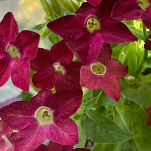 Semillas de tabaco ornamentales - cortadas de primavera interior exóticas decoración balcones oficina comprar semillas decoraciones jardín 40pcs