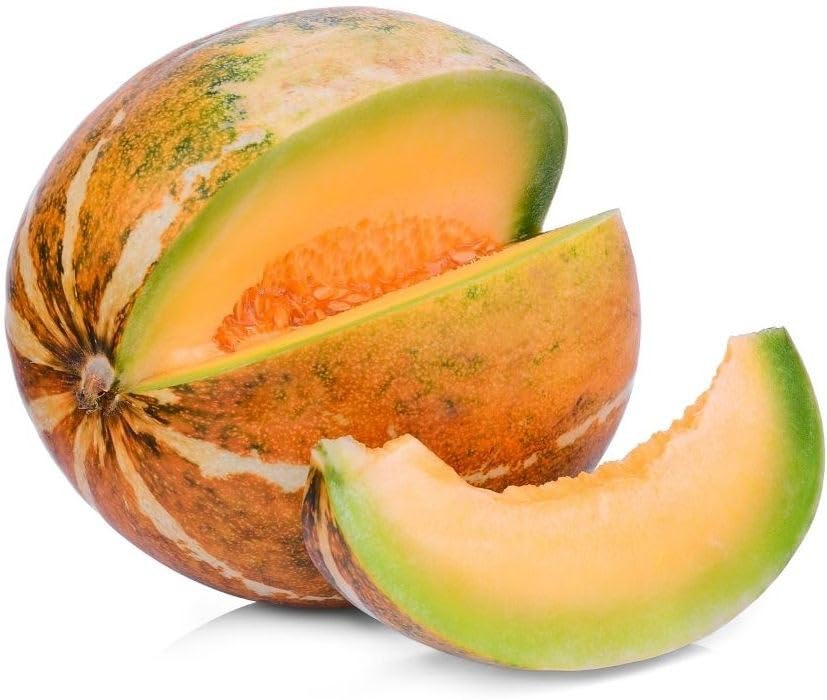 Willvine Musk Melon Super Kajri-NDIR-7T-image-44