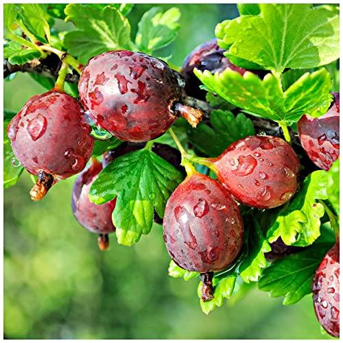 1 Red Gooseberry 'Captivator' Plant/Ribes uva Crispa, Branched Fruit Bush 3fatpigs®