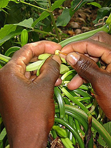 Vanilla Products USA 25 Madagascar Bourbon Planifolia Extract Grade B Vanilla Beans 12~14 cm (4~5 inches)