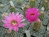 5 Semillas de Echinocereus reichenbachii Hardy Cactus