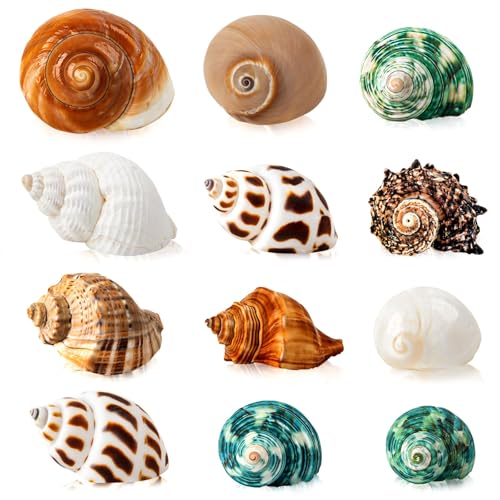 12PCS Hermit Crab Shells | Natural Sea Conch Size 1.6'-3.2' | Growth Turbo for Small to Medium and...