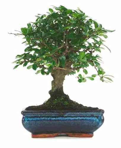 Bonsái de Interior o Exterior Carmona Microphylla Natural Árbol del Té de Fukien Natural