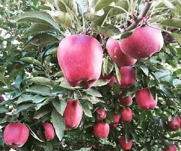See full amazon price history chart for HEMN99 APPLE IN HOT WEATHER APPLE PLANT GREEN TREE NURSERY HEMN99 APPLE IN HOT WEATHER APPLE PLANT GREEN TREE NURSERY (B09XD8V7QZ) Amazon Price History, Amazon Price Tracker