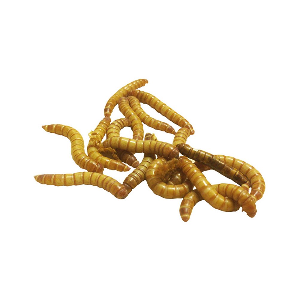 Mini Mealworms 15-18mm - Approx 500g Bag
