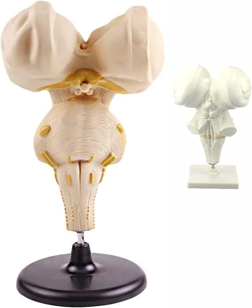 YOGAYE Brain Stem Enlargement Model, Enlarged Human Brainstem Model, Brain Stem Anatomical Model for Medical Demonstration Teaching Aids