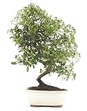 Bonsái Espino de Fuego Natural Planta para Decorar el Hogar Árbol Pyracantha